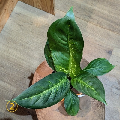流通皆無‼️✩.*˚ウンベラータ 斑入り ✩.*˚ 2 カテゴリで選ぶ,観葉植物 | フェイクグリーン専門通販 DEKORERA