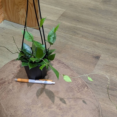 ホヤ パラシティカブラックエッジ ４号 2.400円から20％OFF
