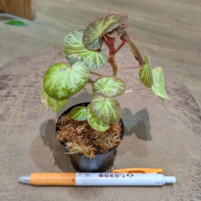 《水苔植え》Begonia sp. Manaus 