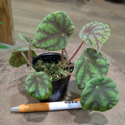 《水苔植え》Begonia quadrialata ssp. nimbaensis