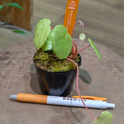 《水苔植え》Begonia sp.TYPE1 cf lunonensis (KSB)