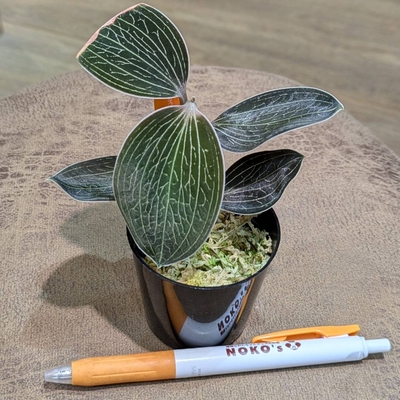 《水苔植え》アネクトキルス ローウィ ２号 