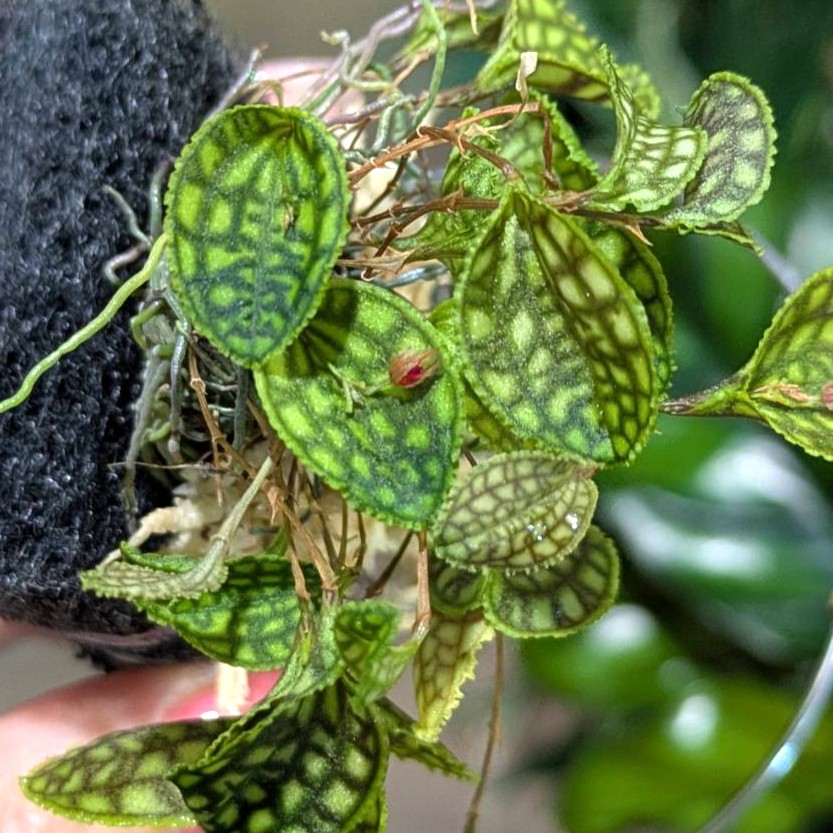 レパンテス カロディクティオン