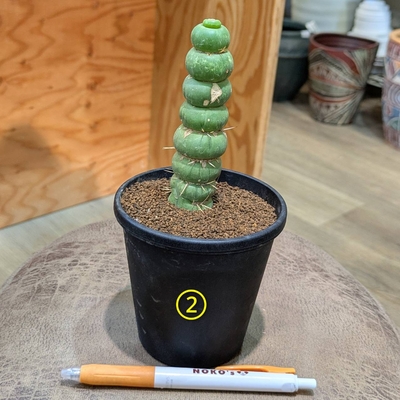 ◎ 新入荷 ◎ | NOKO's