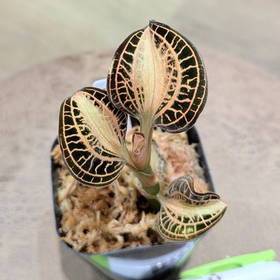 【The GAKI✨】Anct.albolineatus'NokEiw' NakhonSiThammarat,thailand