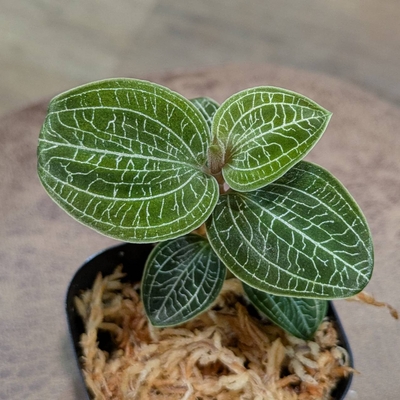 【The GAKI✨】Anoectodes'Charlotte'sWeb' Anoectochilus brevilabris✕Macodes petola