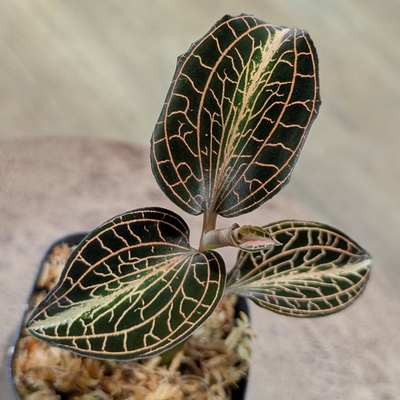 【The GAKI✨】Anct.sp.'NanRedVein'✕Anct.saimensis 'WhiteCenter'