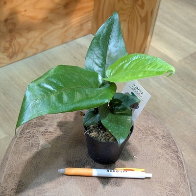【水苔植え】アンスリウム フーケリーブラックドラゴン ２.５号 4.400円から20%OFF ◎現品販売◎