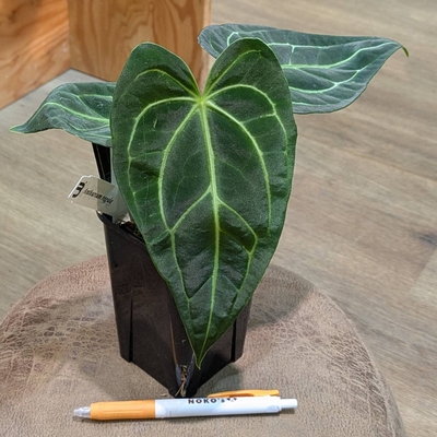 アンスリウム レガレ ３.５号 ４.８００円から１０％OFF!! URBAN JUNGLEさん