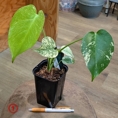 モンステラ ホワイトモンスター ３.５号 ①１４.０００円から１０％OFF!!  ◎現品販売◎URBAN JUNGLEさん