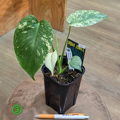 モンステラ ホワイトモンスター ３.５号 ③１４.０００円から１０％OFF!!  ◎現品販売◎URBAN JUNGLEさん