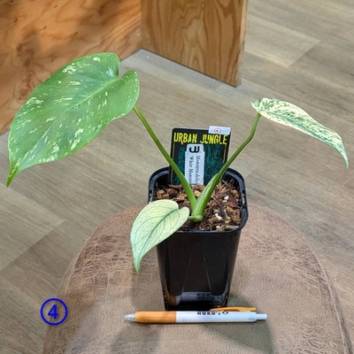 モンステラ ホワイトモンスター ３.５号 ④１４.０００円から１０％OFF!!  ◎現品販売◎URBAN JUNGLEさん