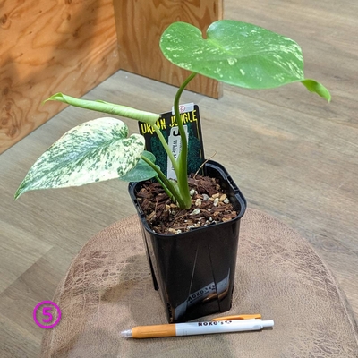 モンステラ ホワイトモンスター ３.５号 ⑤１４.０００円から１０％OFF!!  ◎現品販売◎URBAN JUNGLEさん