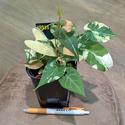 【ドクダミの斑入り✨】ファロピア マルチフローラバリエガータ ３.５号 URBAN JUNGLEさん