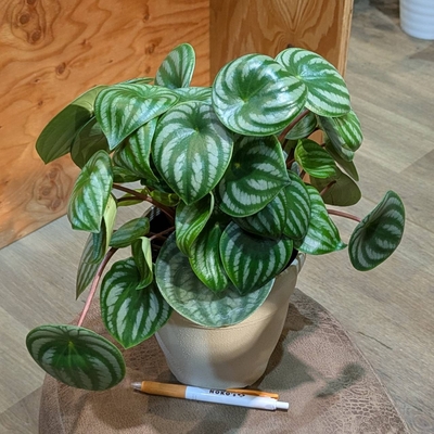 (スイカペペ🍉✨)ペペロミア サンデルシー ５号