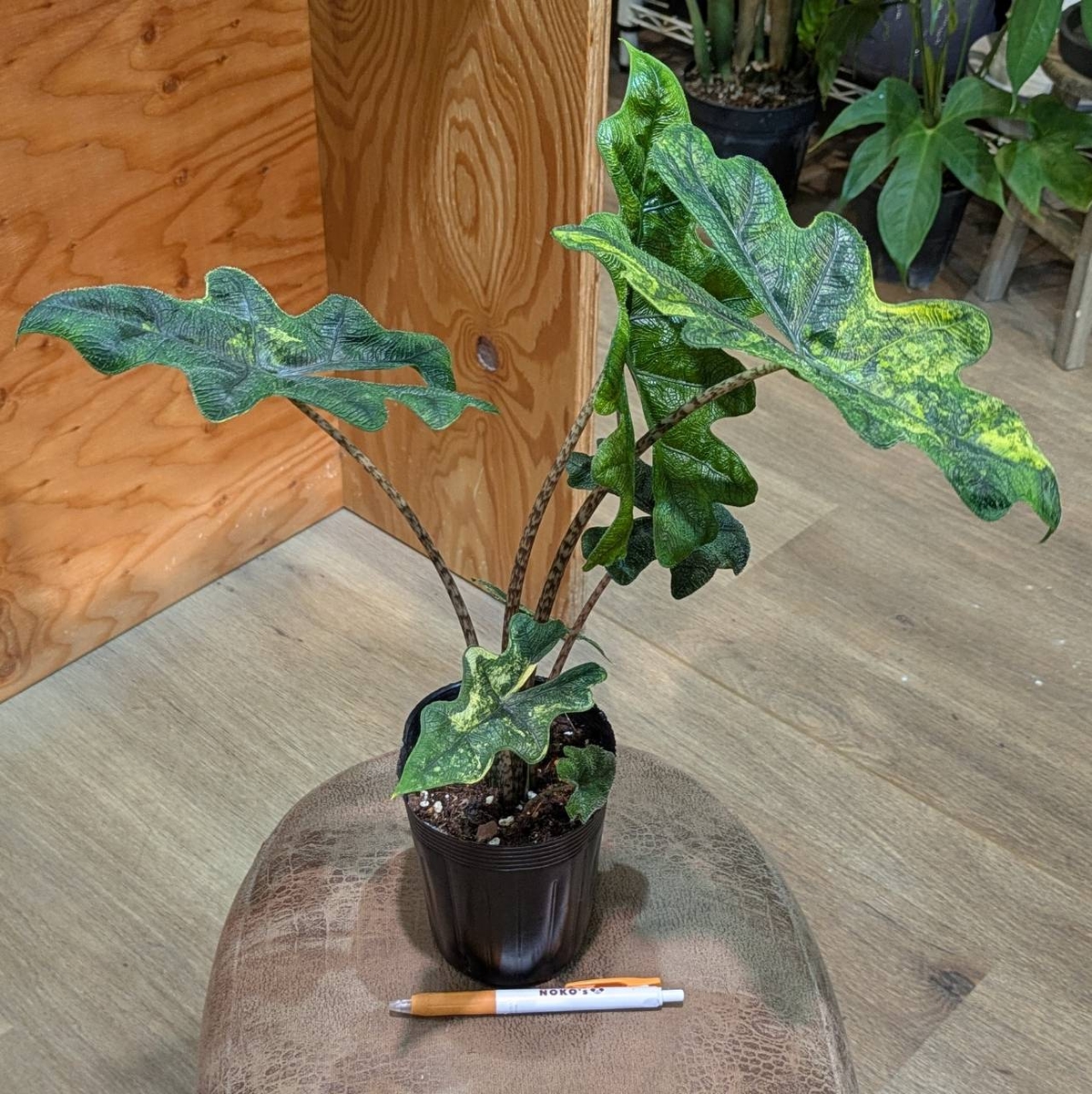 アロカシア ジャックリン 斑入り アロカシア ジャックリン 斑入り