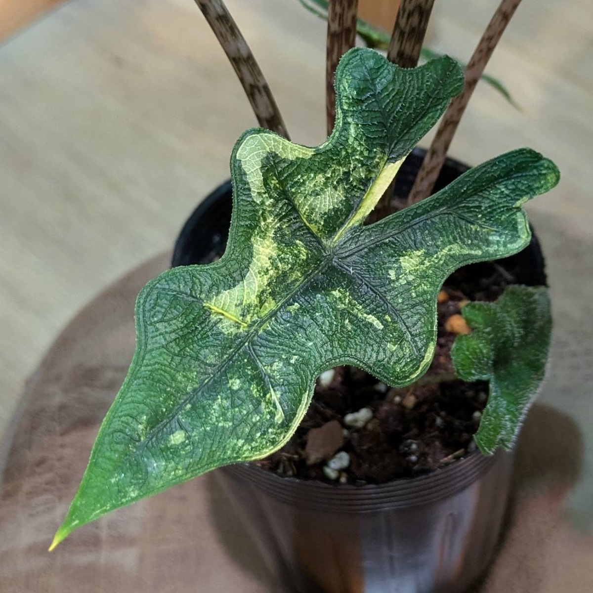 【最終価格】アロカシア ジャックリン斑入り バリエガータ ※鉢のまま発送 最終価格】アロカシア ジャックリン斑入り バリエガータ ※鉢のまま発送