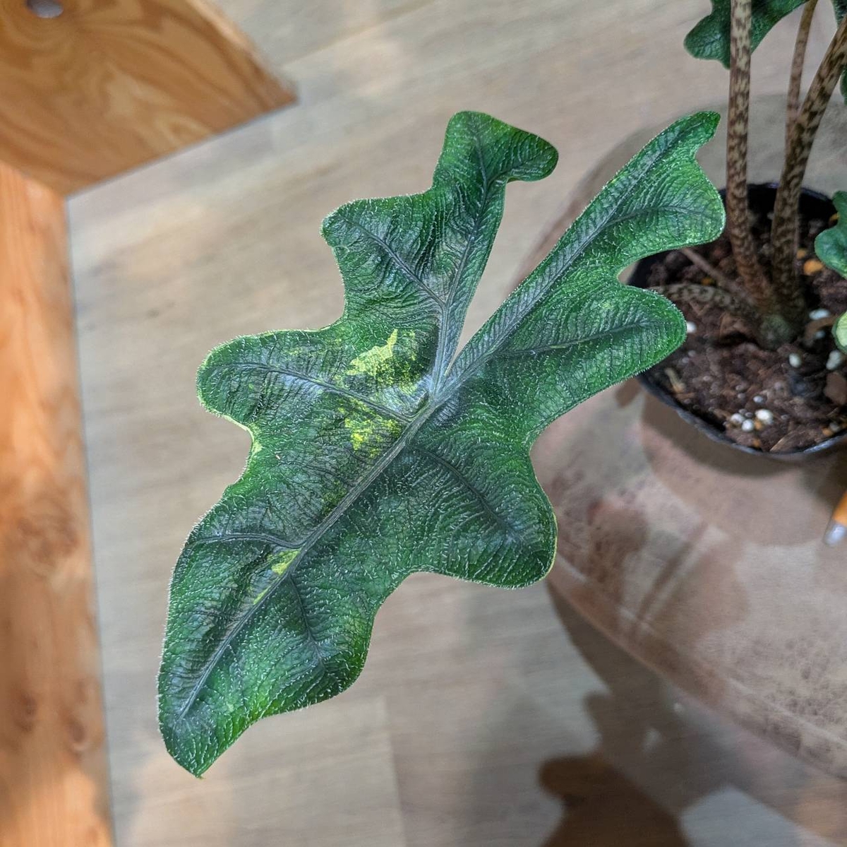 アロカシア ジャックリ 斑入り オーレア アロカシア ジャックリ 斑入り