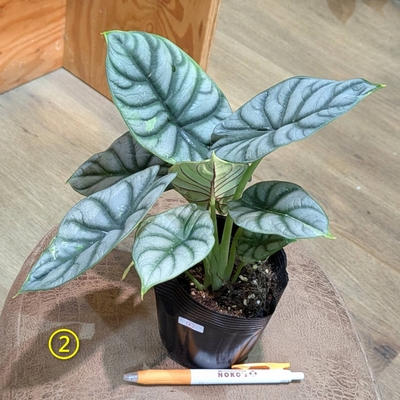 超希少❗️美株❗️交配種❗️アロカシア グリーンユニコーン