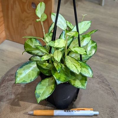 超希少❗️美株❗️交配種❗️アロカシア グリーンユニコーン