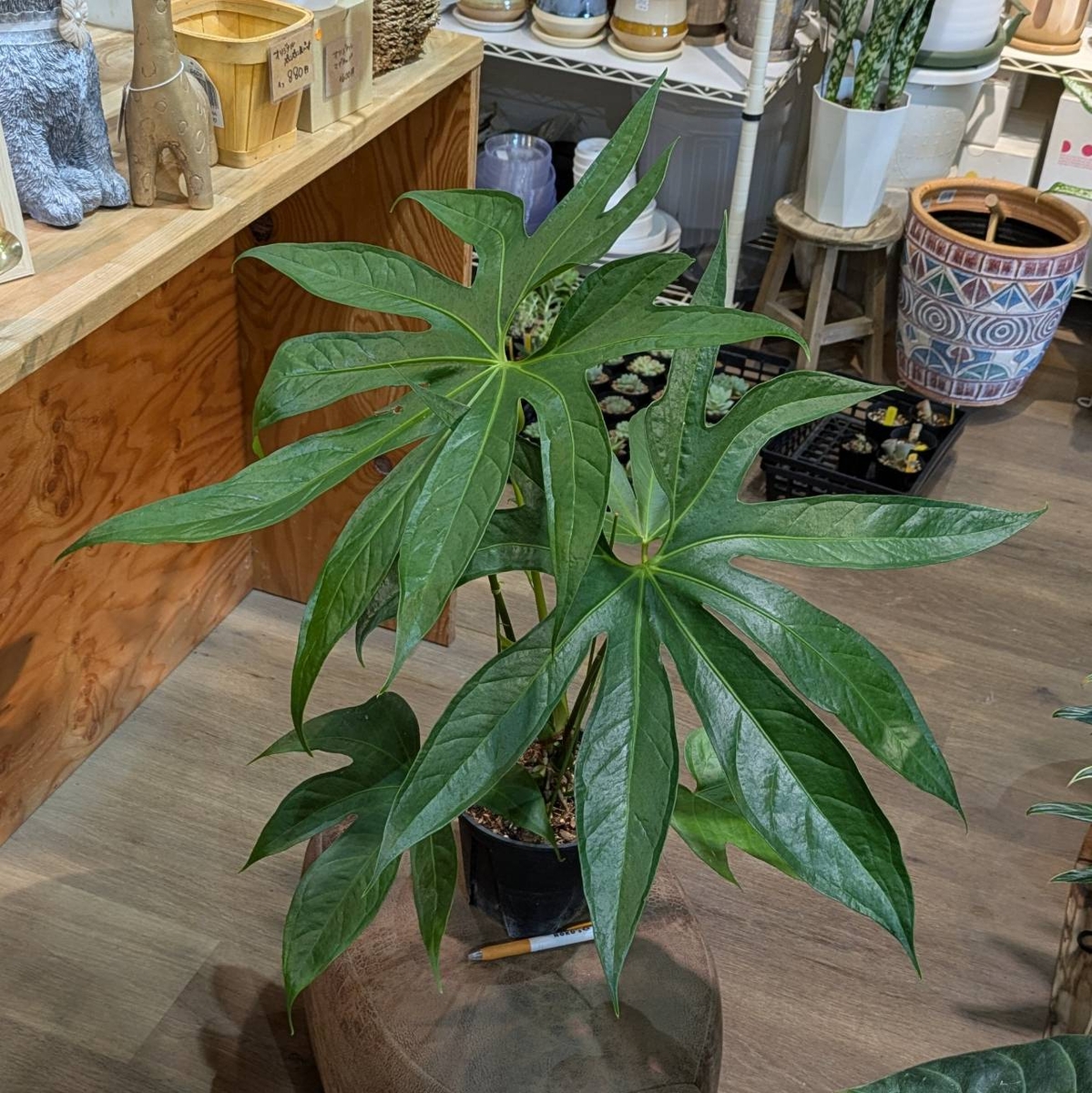 ＊アンスリウム　ペダトラディアツム　5号＊ アンスリウム ペダトラディアツム 5号 アンスリウム ペダトラ