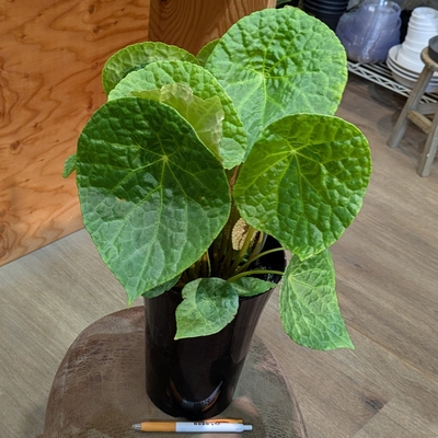 超希少❗️美株❗️交配種❗️アロカシア グリーンユニコーン