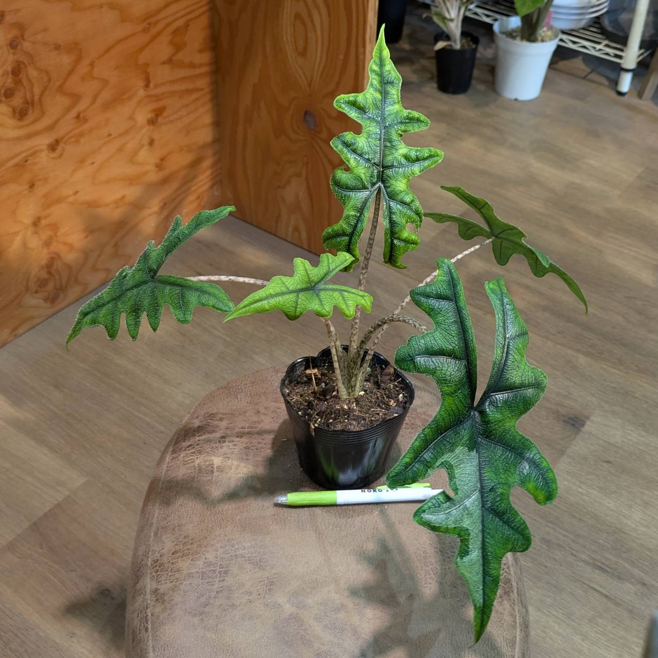 アロカシア ジャックリン 3号 アロカシア ジャックリン斑入り 3.5号