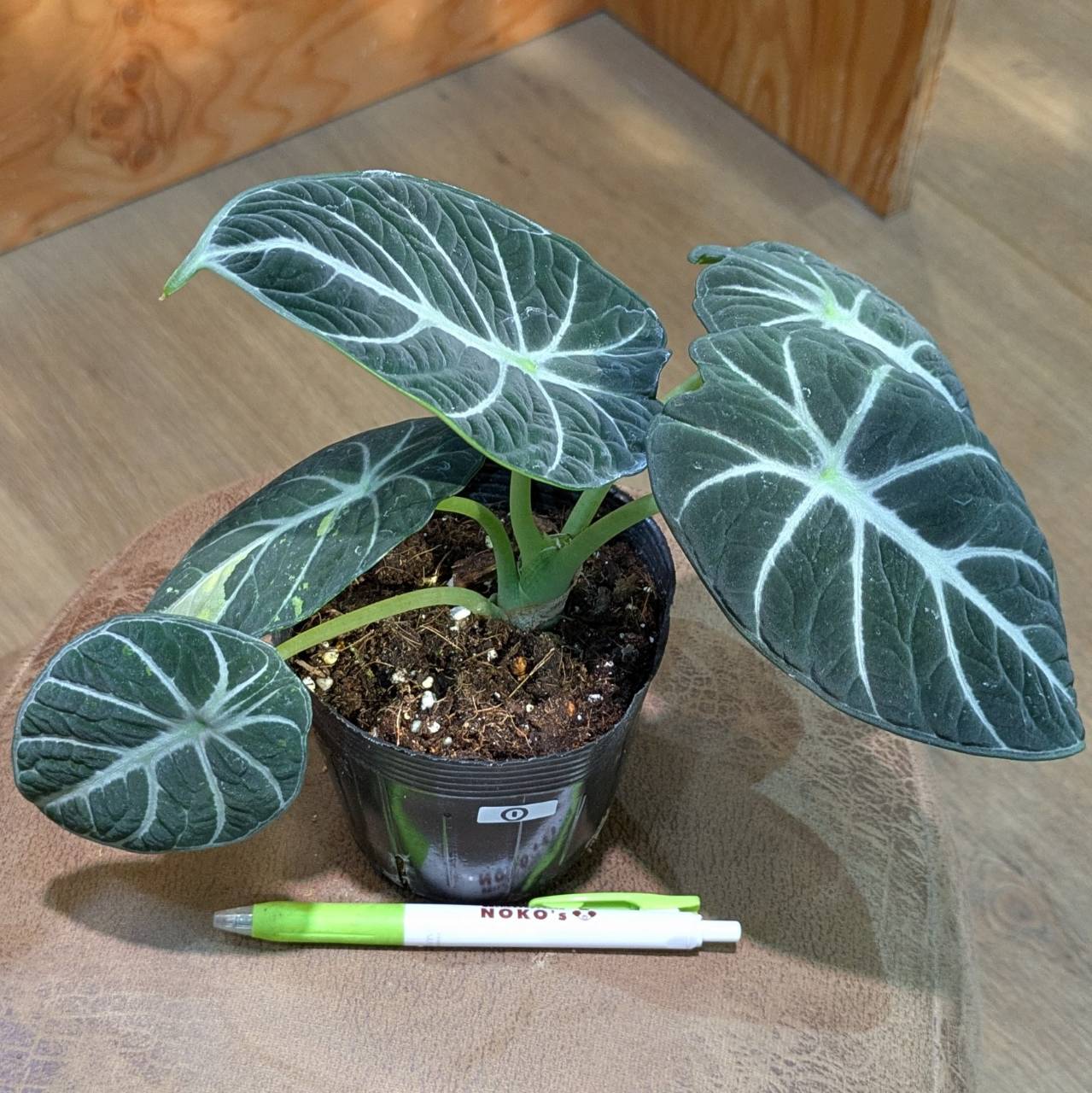 アロカシア ニンジャ斑入り 3.5号 ◎現品販売◎ | NOKO's