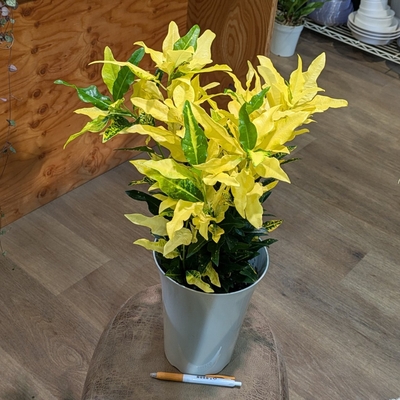 makoさん専用　　ポポラス　株立ち　336 makoさん専用 ポポラス 株立ち 336 ポポラス - 株式会社