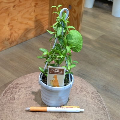植物引退さん専用　ビースト　産　子株 ◎ 新入荷 ◎ | NOKO's