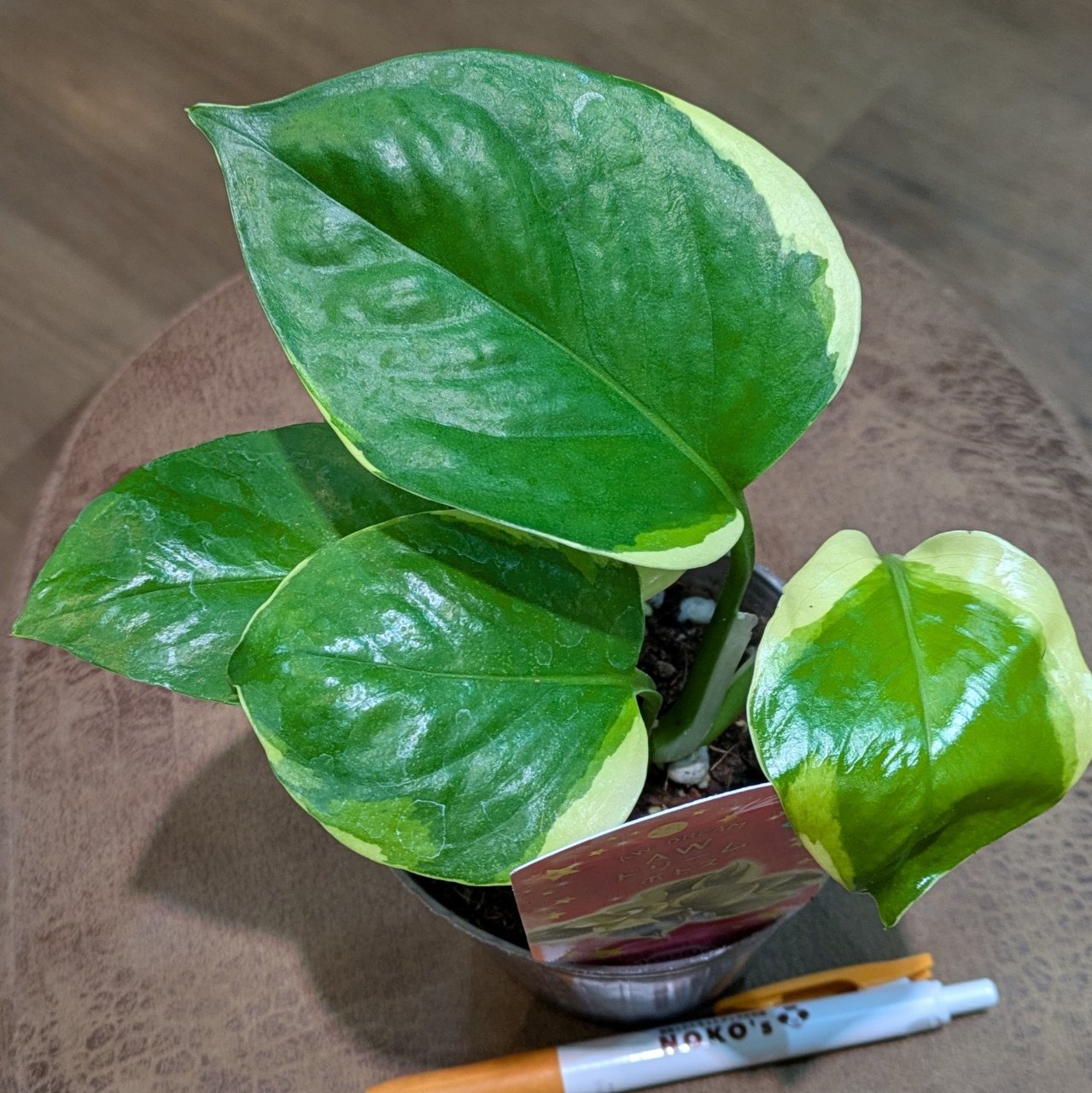 ポトス AWドリーム 3号 9.800円から30％OFF 鷲尾先生 | NOKO's