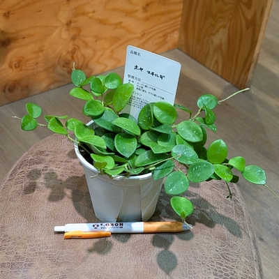 その他観葉植物 honokoo 3号 観葉植物 おまかせ【4個】セット – inakougei