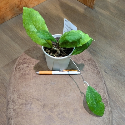 植物引退さん専用　ビースト　産　子株 ◎ 新入荷 ◎ | NOKO's