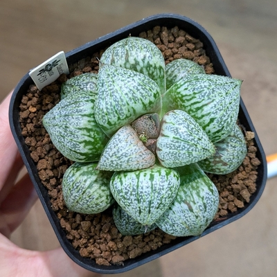 植物引退さん専用　ビースト　産　子株 ◎ 新入荷 ◎ | NOKO's