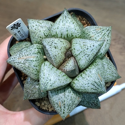 ハオルチア ♀剛力S最大径✕♂海ほたるF2短葉 ３号 ◎現品販売◎