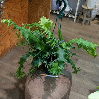 その他観葉植物 honokoo 選べる観葉-4号-カラフル陶器(ココファイバー付)送料無料