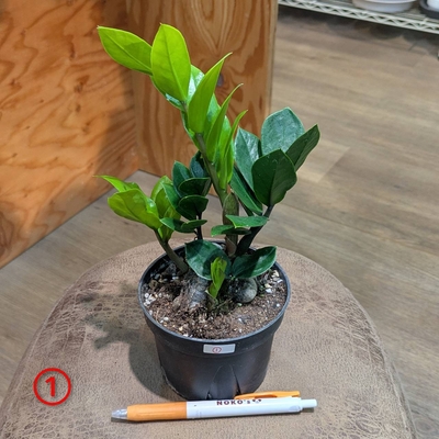 その他観葉植物 honokoo Amazon.co.jp: 【土を使っていないから衛生的でお部屋の