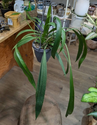 アンスリウム ビッタリフォリウム 4号 6.600円から30%OFF