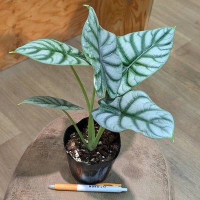 《ちょっと斑入り✨》アロカシア シルバードラゴン 3.5号