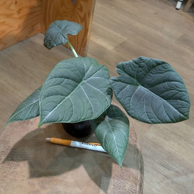 アロカシ マハラニー 3.5号