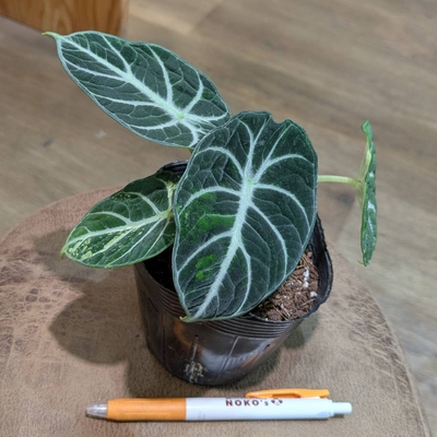 その他観葉植物 honokoo ◎ 新入荷 ◎ | NOKO's