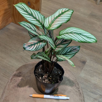 その他観葉植物 honokoo ◎ 新入荷 ◎ | NOKO's