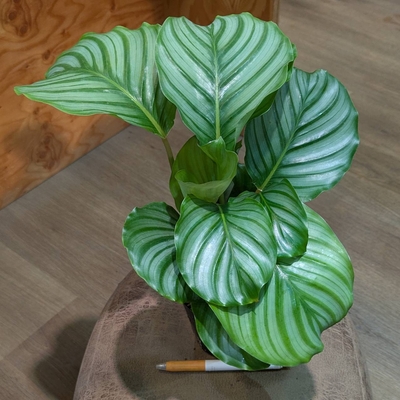 カラテア オルビフォリア ３.５号 