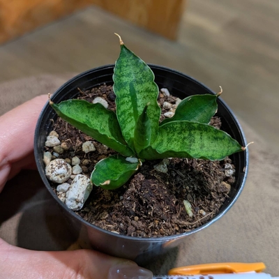 その他観葉植物 honokoo 楽天市場】【水耕栽培】 ハイドロカルチャー 観葉植物 Lサイズ