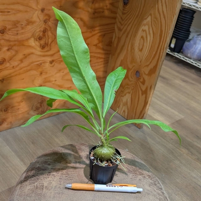 Myrmecodia tuberosa (thin leaves) Kapuas Hulu, West Borneo ２号