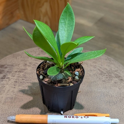 【蟻の巣玉✨】Myrmecodia beccrtii ２号 ◎現品販売◎