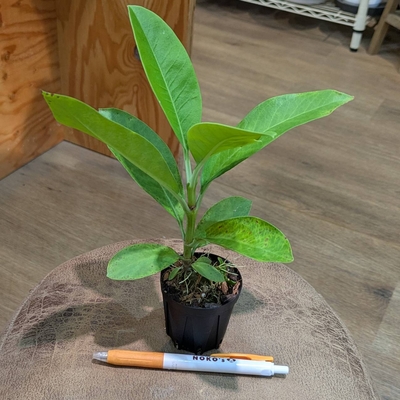 【蟻の巣玉✨】Anthorrhiza Bracteosa Normanby, PNG(AW) ２号 ◎現品販売◎