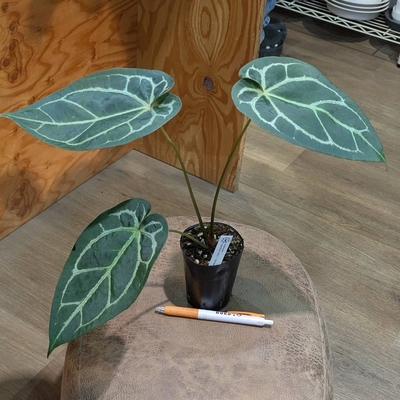 Anthurium magnificum✕(Michell✕Zara F3) 3号 5.800円から40%OFF 伊藤蟻植物園様