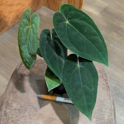 《原種✨》Anthurium papillilamium seedling 3号 5.800円から40%OFF 伊藤蟻植物園様