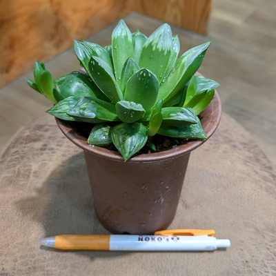 ハオルチア レッドブル✕白夜ムチカ ３.５号 ◎現品販売◎